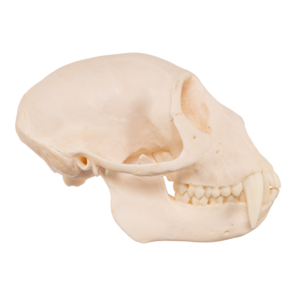 Real Greater Spot-nosed Monkey Skull - Male

9522 - Image 2