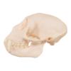 Real Greater Spot-nosed Monkey Skull - Male

9522 - Image 3