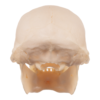 Real Greater Spot-nosed Monkey Skull - Male

9522 - Image 4