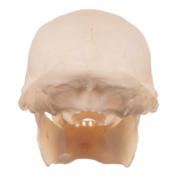 Real Greater Spot-nosed Monkey Skull - Male

9522 - Image 4