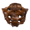 Sacrum - Antique

13573 - Image 2