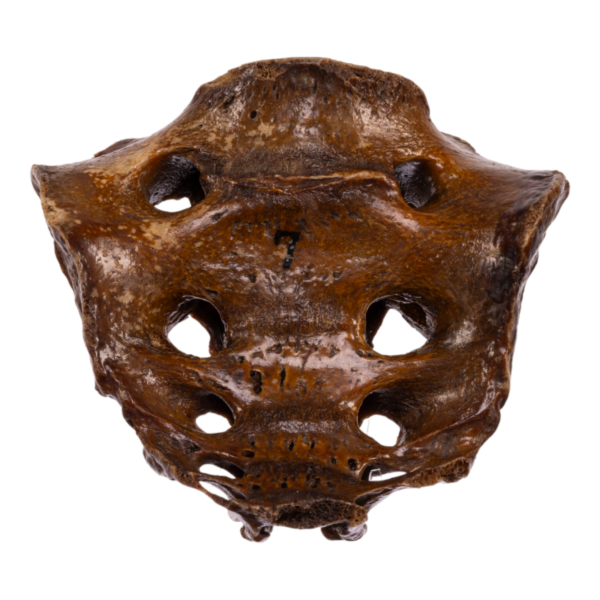 Sacrum - Antique

13573 - Image 2