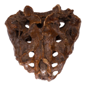 Sacrum - Antique

13573