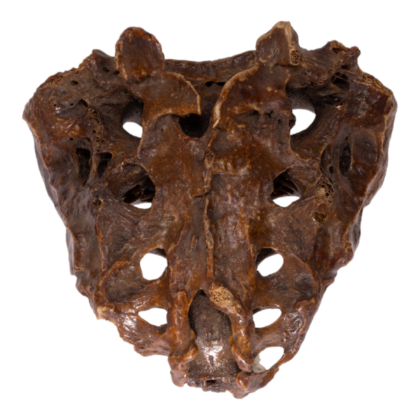 Sacrum - Antique

13573