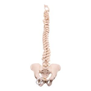Spine 30132
