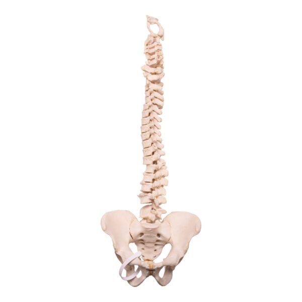 Spine 30132