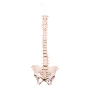 Spine