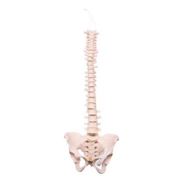 Spine