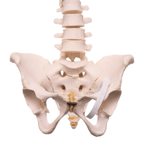 Spine - Image 3