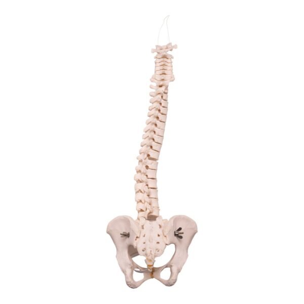 Spine - Image 2