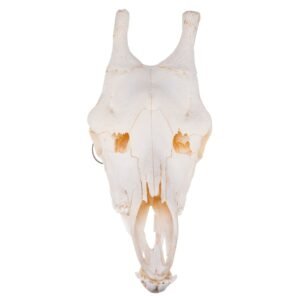 Real Southern Giraffe Skull - Male

25631