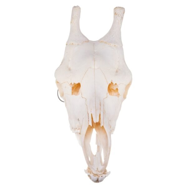 Real Southern Giraffe Skull - Male

25631