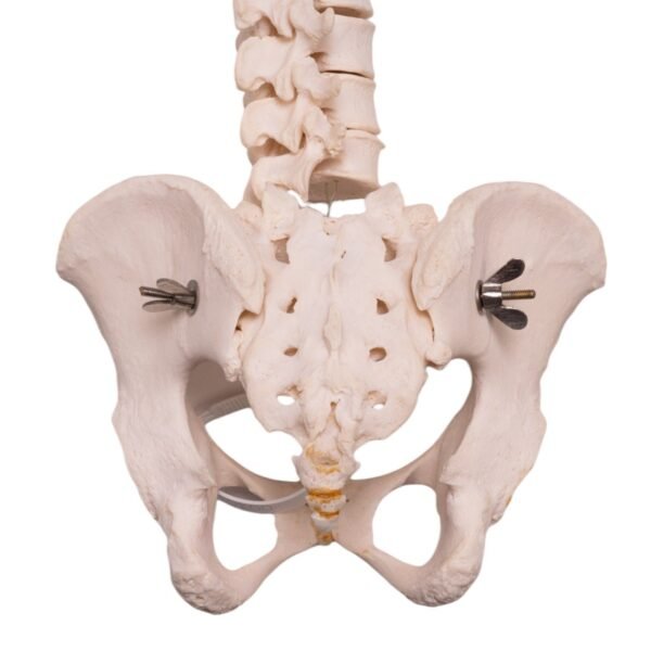 Spine - Image 4