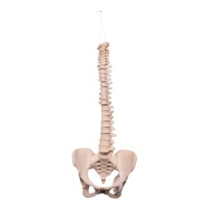 Spine

30163