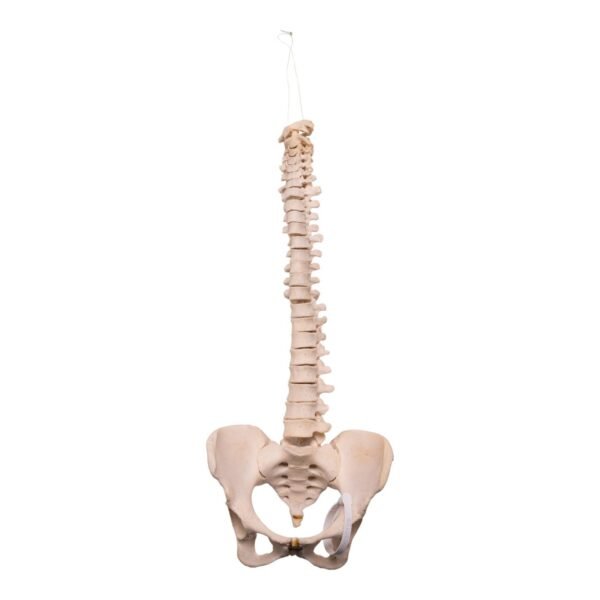 Spine

30163