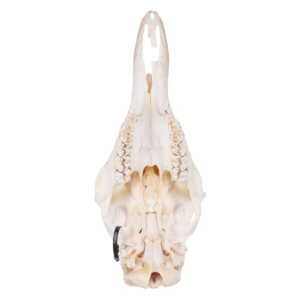 Real Southern Giraffe Skull - Male

25631 - Image 3