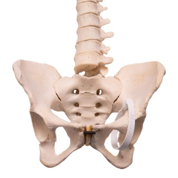 Spine

30163 - Image 3