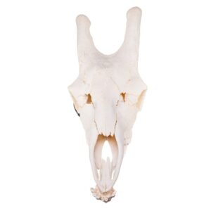 Real Southern Giraffe Skull - Male

26545