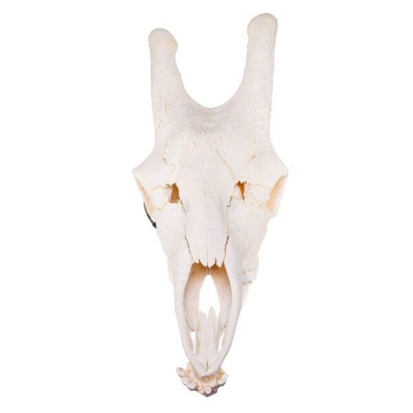 Real Southern Giraffe Skull - Male

26545