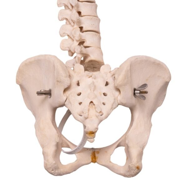 Spine

30163 - Image 4