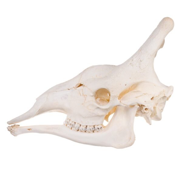 Real Southern Giraffe Skull - Male

26545 - Image 3