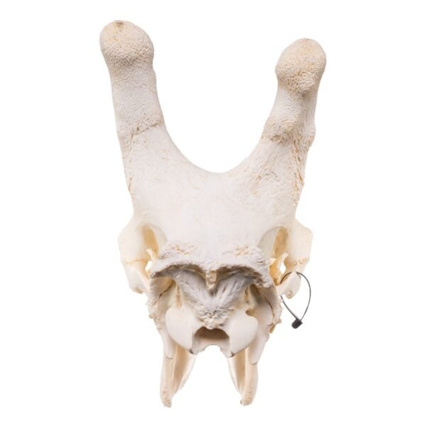 Real Southern Giraffe Skull - Male

25631 - Image 4