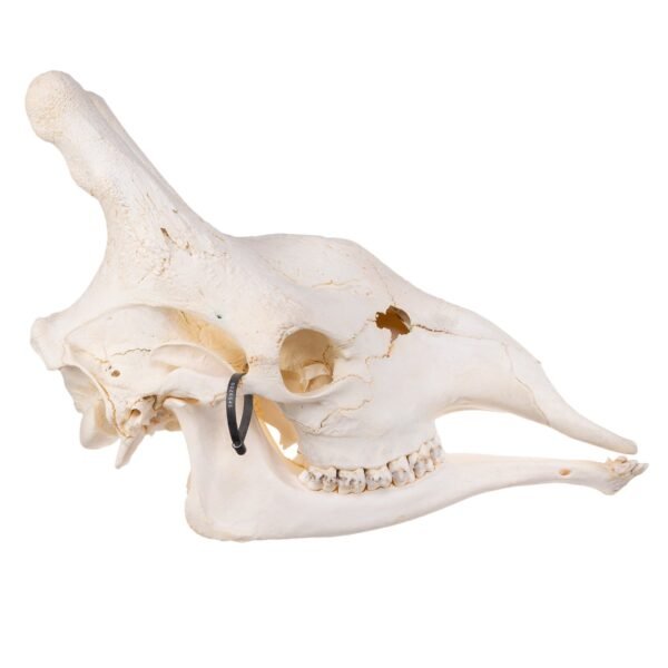 Real Southern Giraffe Skull - Male

26545 - Image 2