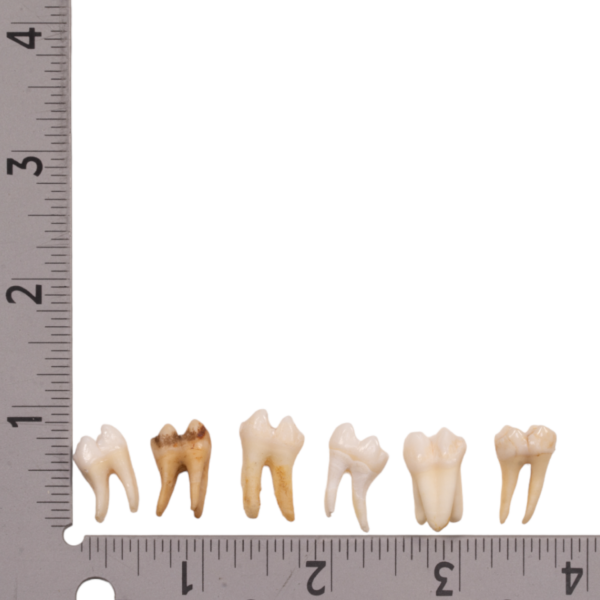 Real Baboon Tooth - Single

13580 - Image 2