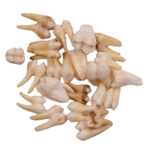Real Baboon Tooth - Single

13580