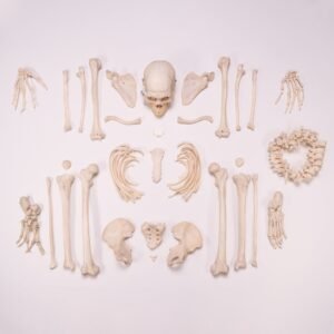 Skeleton - Disarticulated

30377