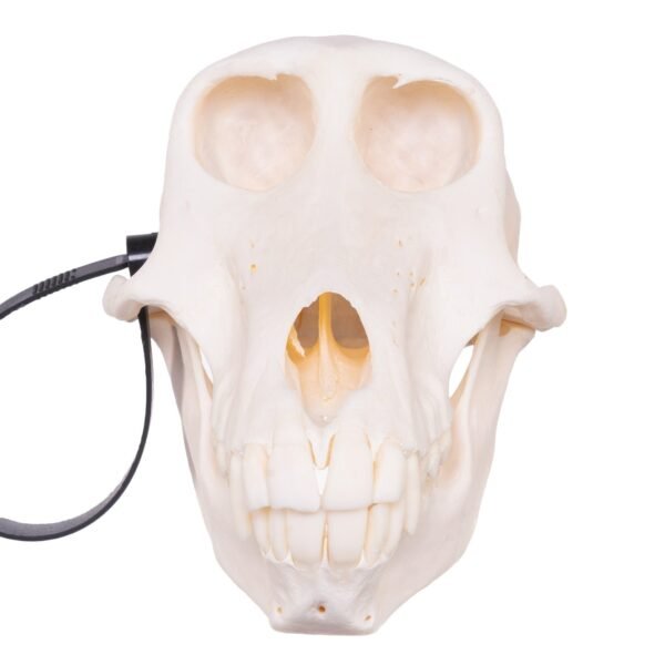 Chacma Baboon Skull - Female
27238