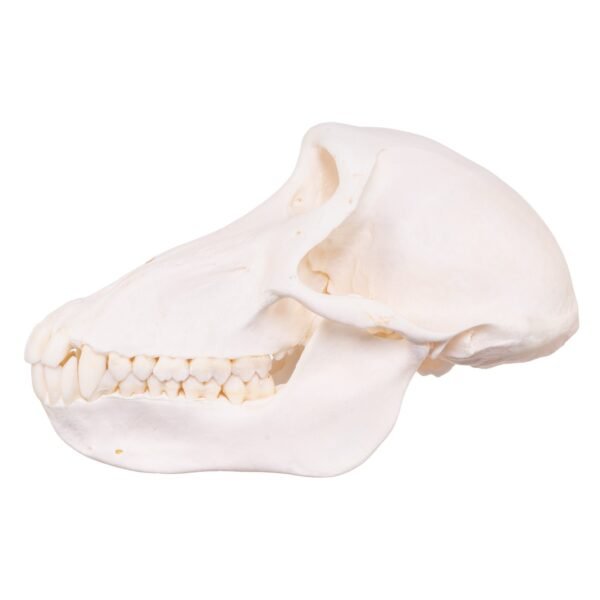 Chacma Baboon Skull - Female
27238 - Image 3
