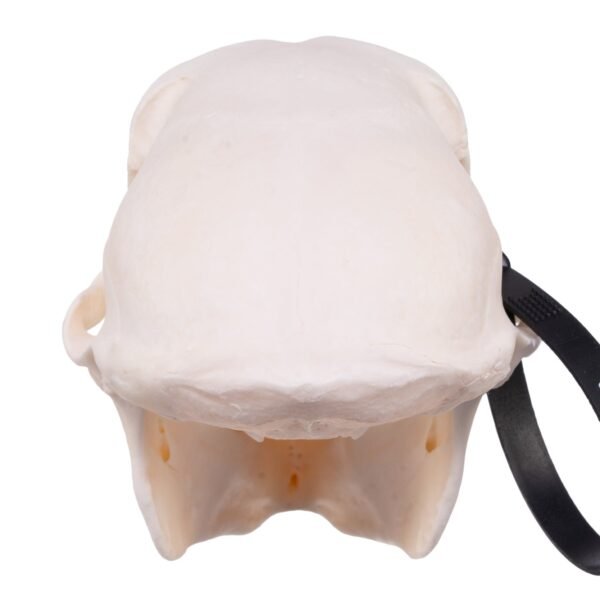 Chacma Baboon Skull - Female
27238 - Image 4