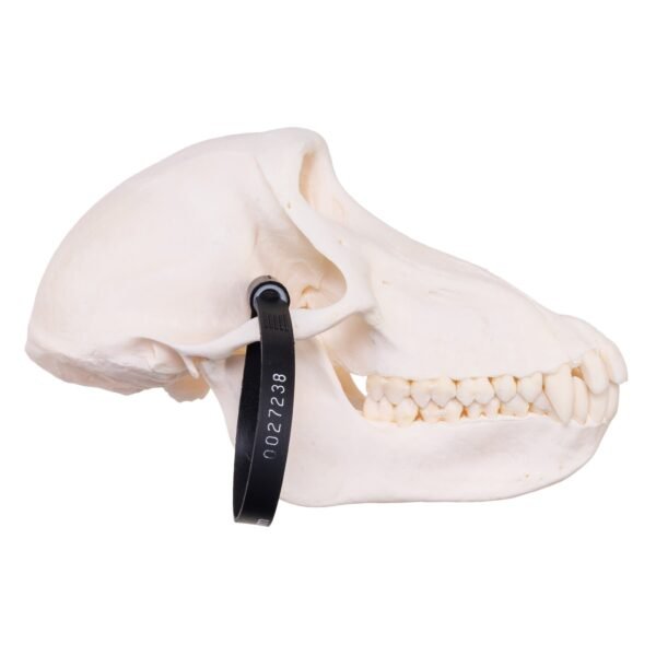 Chacma Baboon Skull - Female
27238 - Image 2
