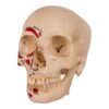 Disarticulated Skeleton in Carrying Case (30250) - Image 5