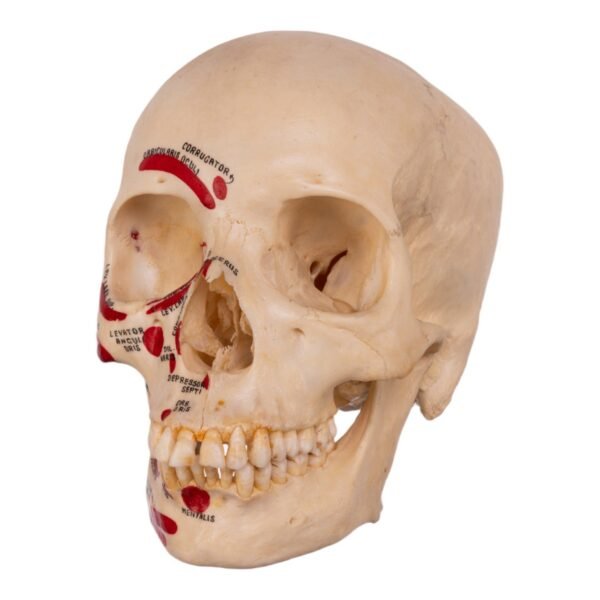 Disarticulated Skeleton in Carrying Case (30250) - Image 5