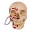 Disarticulated Skeleton in Carrying Case (30250) - Image 4