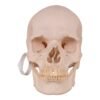 Disarticulated Skeleton with Carrying Case

(30158) - Image 3