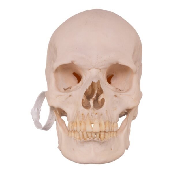 Disarticulated Skeleton with Carrying Case

(30158) - Image 3