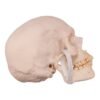 Disarticulated Skeleton with Carrying Case

(30158) - Image 5