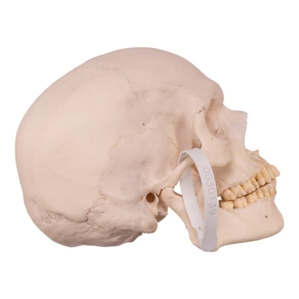 Disarticulated Skeleton with Carrying Case

(30158) - Image 5