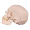 Disarticulated Skeleton with Carrying Case

(30158) - Image 4