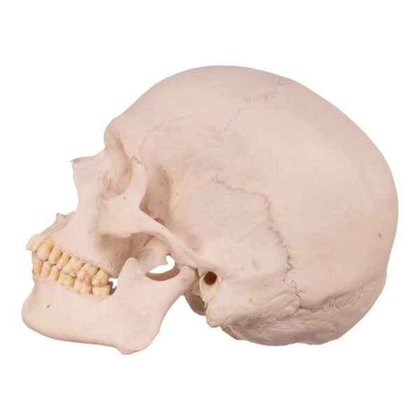 Disarticulated Skeleton with Carrying Case

(30158) - Image 4