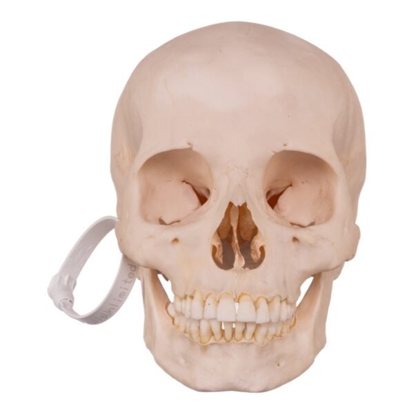 Disarticulated Skeleton with Carrying Case

(30180) - Image 3