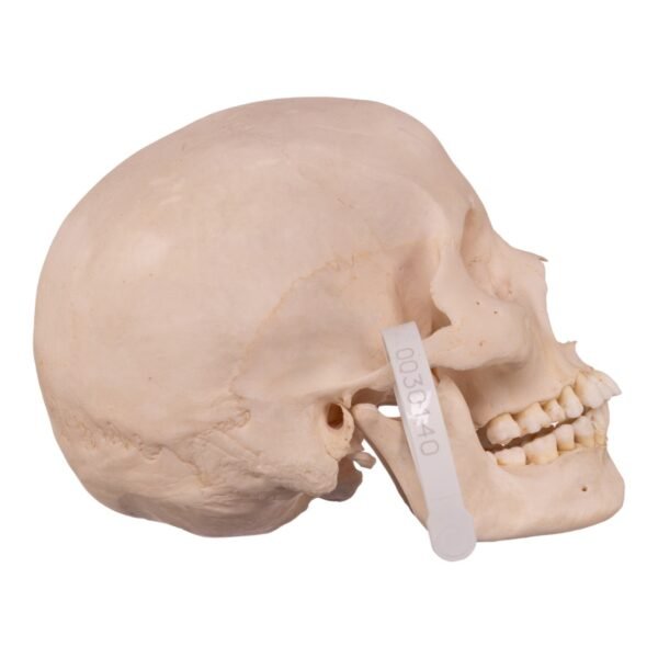 Disarticulated Skeleton with Carrying Case

(30180) - Image 4
