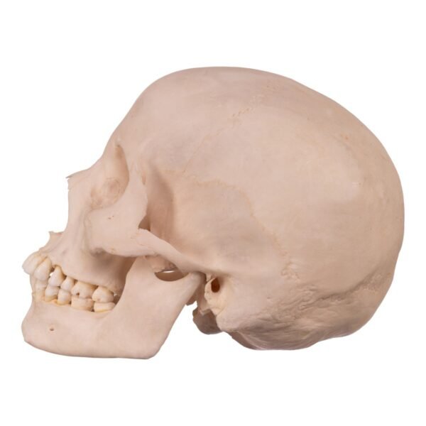 Disarticulated Skeleton with Carrying Case

(30180) - Image 5