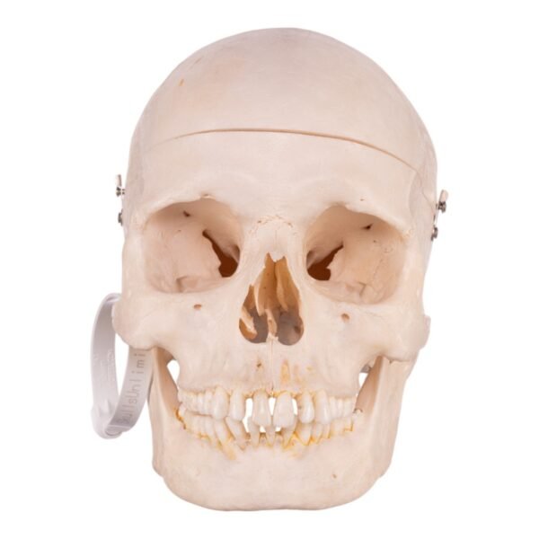 Skeleton - Disarticulated 02367 - Image 2