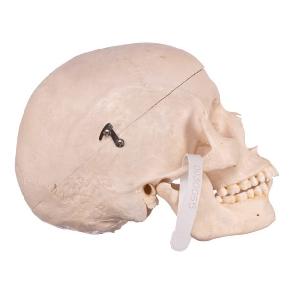 Skeleton - Disarticulated 02367 - Image 3