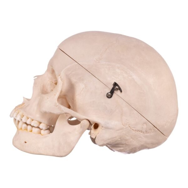 Skeleton - Disarticulated 02367 - Image 4
