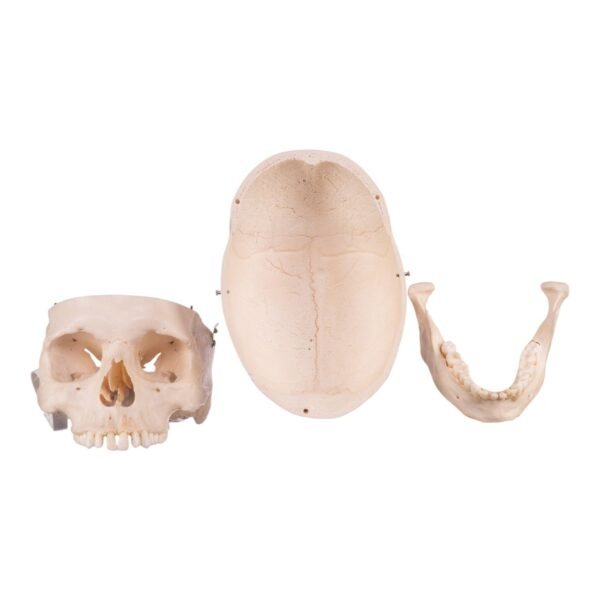 Skeleton - Disarticulated 02367 - Image 6